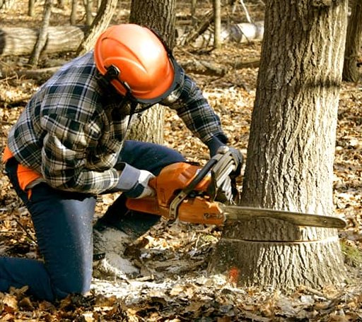 Tree Removal in Brant, MI